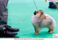 20160806-07 The Jakarta Dog Show
