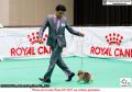 20160806 The Jakarta Dog Show - Day 1