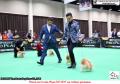 20160806-07 The Jakarta Dog Show