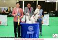20160806-07 The Jakarta Dog Show THE WINNER!!!