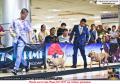 20160904 Partner in Crime Dog Show Event 2016