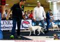 20160904 Partner in Crime Dog Show Event 2016