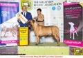 20160923-25 MKA Dogshow at MIECC