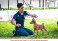 20161204 KDI & KMPI Speciality & Dobermann Of The Year