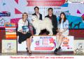 20161210 Semarang Dogshow 