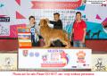 20161210 Semarang Dogshow 