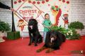 20180225 Amazing Dog Race CNY