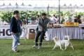 20180407 3rd Pasundan Dog Show