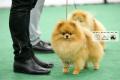 20180413 MKA APAC Dog Show