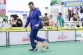 20180413 MKA APAC Dog Show