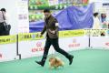 20180413 MKA APAC Dog Show