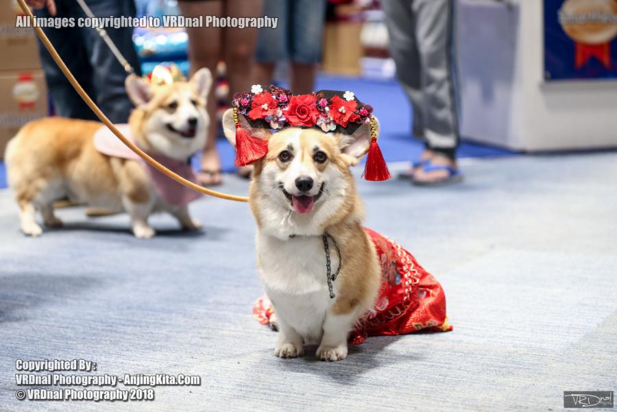 20180908 Thailand Central Korat Dog Show Society 2018