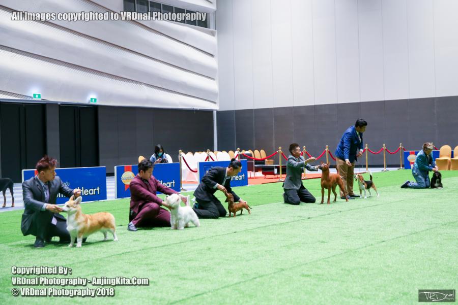 20180908 Thailand Central Korat Dog Show Society 2018
