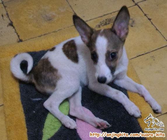 Hibah Anak Anjing Khusus Doglover - Suara Kita - AnjingKita.Com