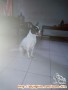 Free Hibah Mongrel Jantan 1 Tahunan