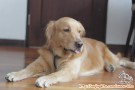 Open Adopt: 2 Years Old Golden REtriever