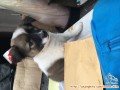 URGENT Anjing Butuh Rumah Baru Untuk Di Adopsi