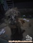 Hibah Anjing Baik