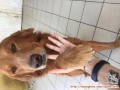 Hibah Anjing Golden Gratis. Mw Pindahan