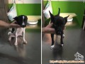 2 Puppy Butuh Keluarga Baru