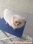 Open Adopt Pom