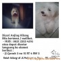 Telah Menghilang Anjing Jenis Maltese Tgl 26 - 09 - 2019 , Usia 2 Tahun