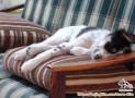 Open Adopt Mix Breed Collie