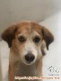 Free Adopt Anjing Pintar Sudah Dilatih