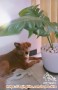 Free Adopt, Dihibahkan Anjing