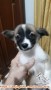 Open Adopt Anak Anjing 2 Bulan