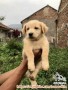 Free Adopt