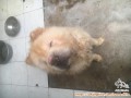 Open Adopt