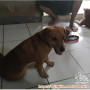 Free Adopt Puppies 7 Bulan Betina