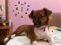 Free Adopt , Nala Cari Rumah Baru