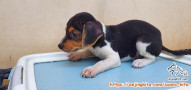 Free Adopt Puppy Mix Beagle X Kampung