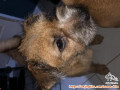 Open Adopt Anjing