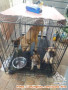 Butuh Adopter