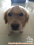 Open Adopt. Mini Golden Retriever. Khusus Penyayang