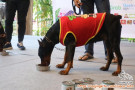 Open Adopt Doberman Betina