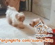 OPEN ADOPSI 2 ANJING JANTAN MALTASE