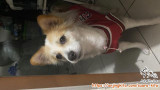 Open Adopt