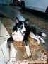 Open Adopsi
