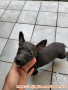 Adopsi Anak Anjing