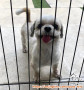 Open Adopt Shihtzu