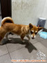 FREE OPEN ADOPT