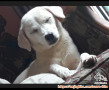 Dogy Betina