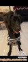 Open Adopt Labrador