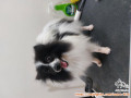 Anjing Pom Betina Free Adopt