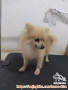 Anjing Pom Betina Free Adopt