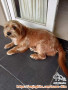 Adopsi Anjing Maltese Mix Betina